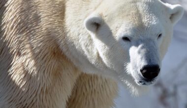 Welcoming Polar Bear 'Yellé' to Wild Canada