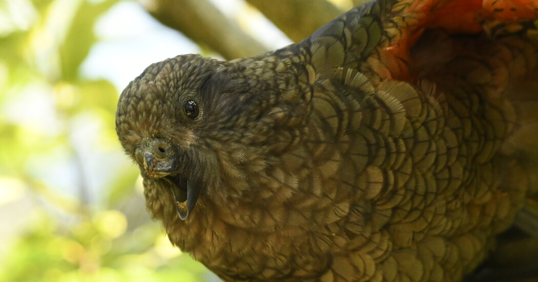 How Bruce the Parrot Landed Atop the Pecking Order, Without a Beak
