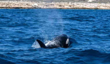 The Murky Ethics of Swimming With Killer Whales