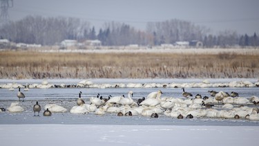 Trumpeter and tundra swans, Canada geese and ducks huddle around open water on a wintery Weed Lake at Langdon, Ab. on Wednesday, April 1, 2026.