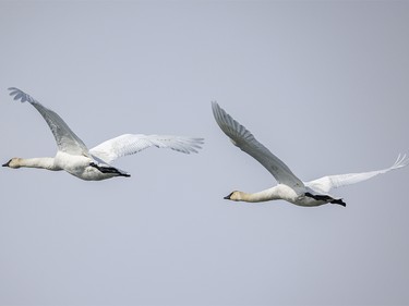Trumpeter swans fly over mostly-frozen Weed Lake at Langdon, Ab. on Tuesday, March 31, 2026.