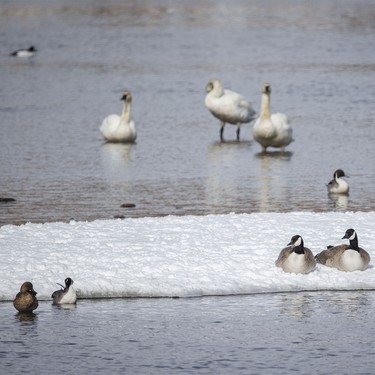 Canada geese, pintails and trumpeter swans on the Bow River near Carseland, Ab. on Tuesday, March 31, 2026.