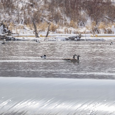 Canada geese and goldeneye ducks just above the Bow River weir near Carseland, Ab. on Tuesday, March 31, 2026.