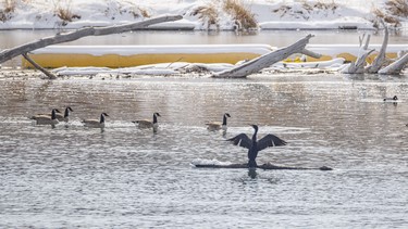 A lone and likely very cold cormorant spreads its wings to both warm itself and dry its feathers above the Bow River weir near Carseland, Ab. on Tuesday, March 31, 2026.