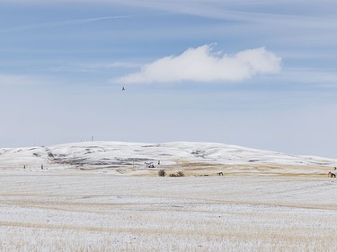 The wintry countryside between Arrowwood and Milo, Ab. on Tuesday, March 31, 2026.