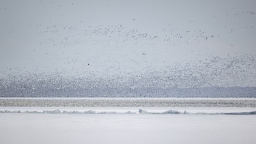 A dark cloud of several thousand snow geese rises over McGregor Lake near Milo, Ab. on Tuesday, March 31, 2026.