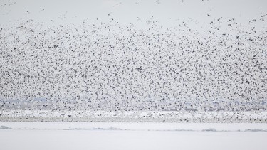 Snow geese take off over McGregor Lake near Milo, Ab. on Tuesday, March 31, 2026.