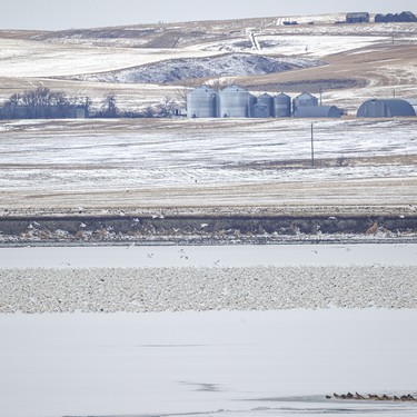 About a quarter of the flock of several thousand snow geese roost on the ice at McGregor Lake near Milo, Ab. on Tuesday, March 31, 2026.