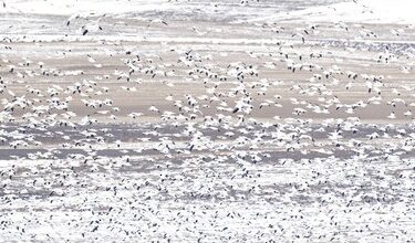 Snow geese rise into the air and blend with the background at McGregor Lake near Milo, Ab. on Tuesday, March 31, 2026.