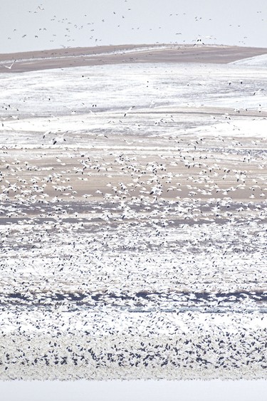 Snow geese rise into the air and blend with the background at McGregor Lake near Milo, Ab. on Tuesday, March 31, 2026.