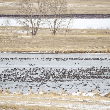 Hundreds of pintails and wigeons in a sheltered bay at McGregor Lake near Milo, Ab. on Tuesday, March 31, 2026.
