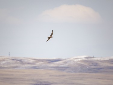 A harrier patrols the shoreline at McGregor Lake near Milo, Ab. on Tuesday, March 31, 2026.