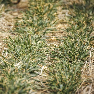 Something green in the snowless country south of Lomond, Ab. on Tuesday, March 31, 2026.