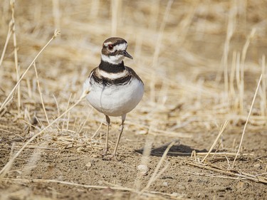 A killdeer hunts on the edge of a canola field west of Lomond, Ab. on Tuesday, March 31, 2026.