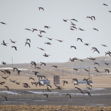 Pintail ducks fly in to a field to feed near Milo, Ab. on Tuesday, March 31, 2026.