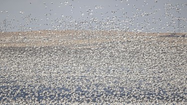 A cloud of snow geese takes off from McGregor Lake near Milo, Ab. on Tuesday, March 31, 2026.