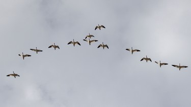 Snow geese fly overhead at McGregor Lake near Milo, Ab. on Tuesday, March 31, 2026.