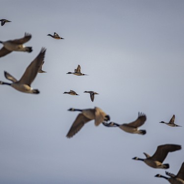 Canada geese, pintails and wigeons at McGregor Lake near Milo, Ab. on Tuesday, March 31, 2026.