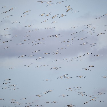 Snow geese in the sky at McGregor Lake near Milo, Ab. on Tuesday, March 31, 2026.
