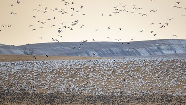 Snow geese cover a slope in a field as wigeons and pintails feed below them near Milo, Ab. on Tuesday, March 31, 2026.