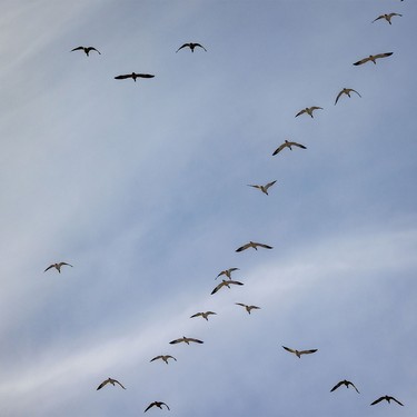Snow geese head out to feed near Milo, Ab. on Tuesday, March 31, 2026.