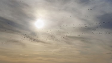 Snow geese fly across the late-day sun near Milo, Ab. on Tuesday, March 31, 2026.
