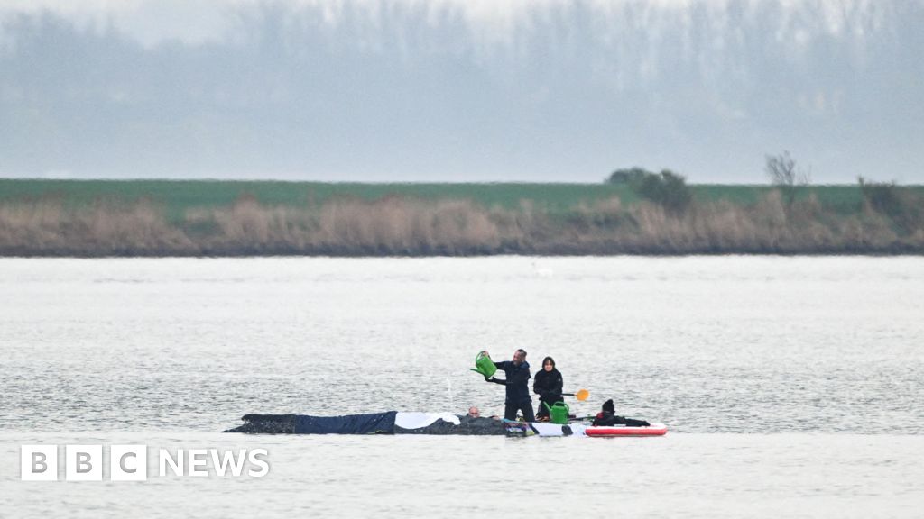 Rescuers to use air cushions in latest effort to save stranded whale - BBC