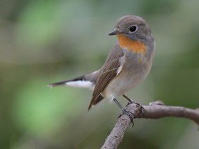 A Taiga Flycatcher