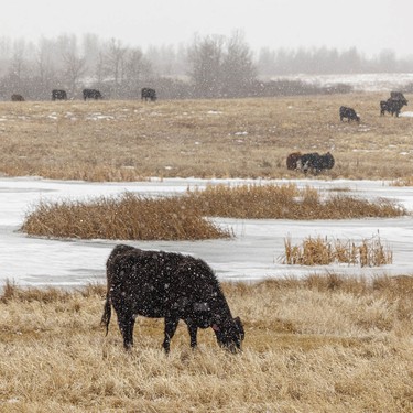 Snow falls on cattle south of Cochrane, Ab., on Wednesday, April 8, 2026.