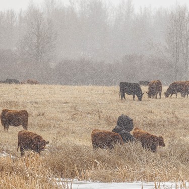 Cattle forage in falling snow south of Cochrane, Ab., on Tuesday, April 7, 2026.