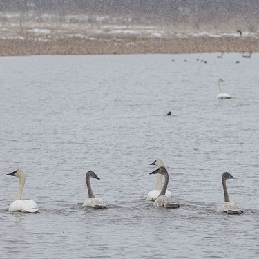 Snow falls on swans swimming in a slough west of Cochrane, Ab., on Tuesday, April 7, 2026.