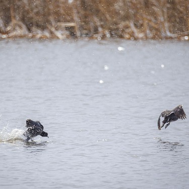 A pair of coots have a territorial dispute on a slough west of Cochrane, Ab., on Tuesday, April 7, 2026.