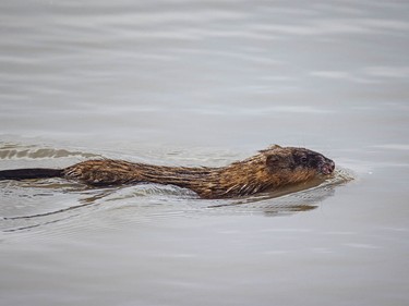 A muskrat with an injury to its lip swims in a slough west of Cochrane, Ab., on Tuesday, April 7, 2026.