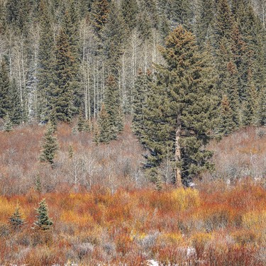 Bright willows and spruce trees in the Jumpingpound Creek valley west of Calgary, Ab., on Tuesday, April 7, 2026.
