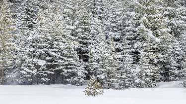 Snowed-in trees near Sibbald Meadows Pond west of Calgary, Ab., on Tuesday, April 7, 2026.