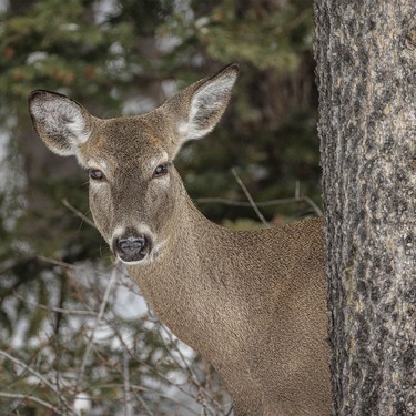 A scowling whitetail by Kananaskis Village, Ab., on Tuesday, April 7, 2026.