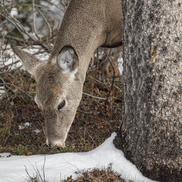 Whitetail deer nibbling on the scant tree by Kananaskis Village, Ab., on Tuesday, April 7, 2026.