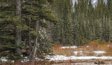Snow sweeps in from passing squalls along the Kananaskis River by Fortress Junction, Ab., on Tuesday, April 7, 2026.