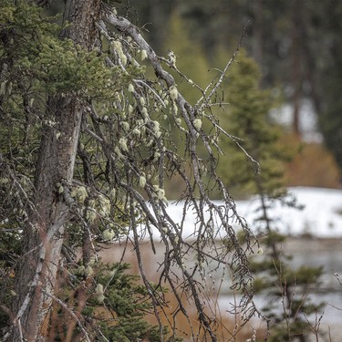 Green lichens and red willow along the Kananaskis River by Fortress Junction, Ab., on Tuesday, April 7, 2026.