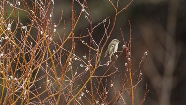 A ruby-crowned kinglet flirts between willow branches along the Kananaskis River by Fortress Junction, Ab., on Tuesday, April 7, 2026.