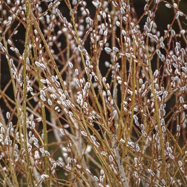 A bouquet of catkins along the Kananaskis River by Fortress Junction, Ab., on Tuesday, April 7, 2026.