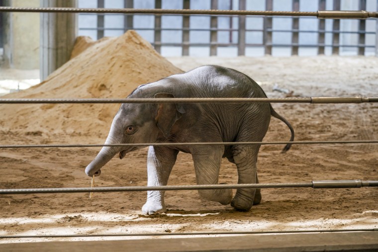 Image: Baby elephant Linh Mai plays in the elephant enclosure at the Smithsonian's National Zoo