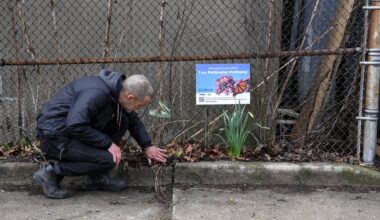How 're-wilding' can make Canada's cityscapes more climate resilient and bee friendly