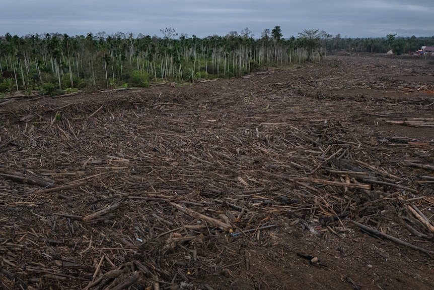 Drone footage showing seas of timber throughout Geudumbak — an area east of Sawang district in North Aceh.