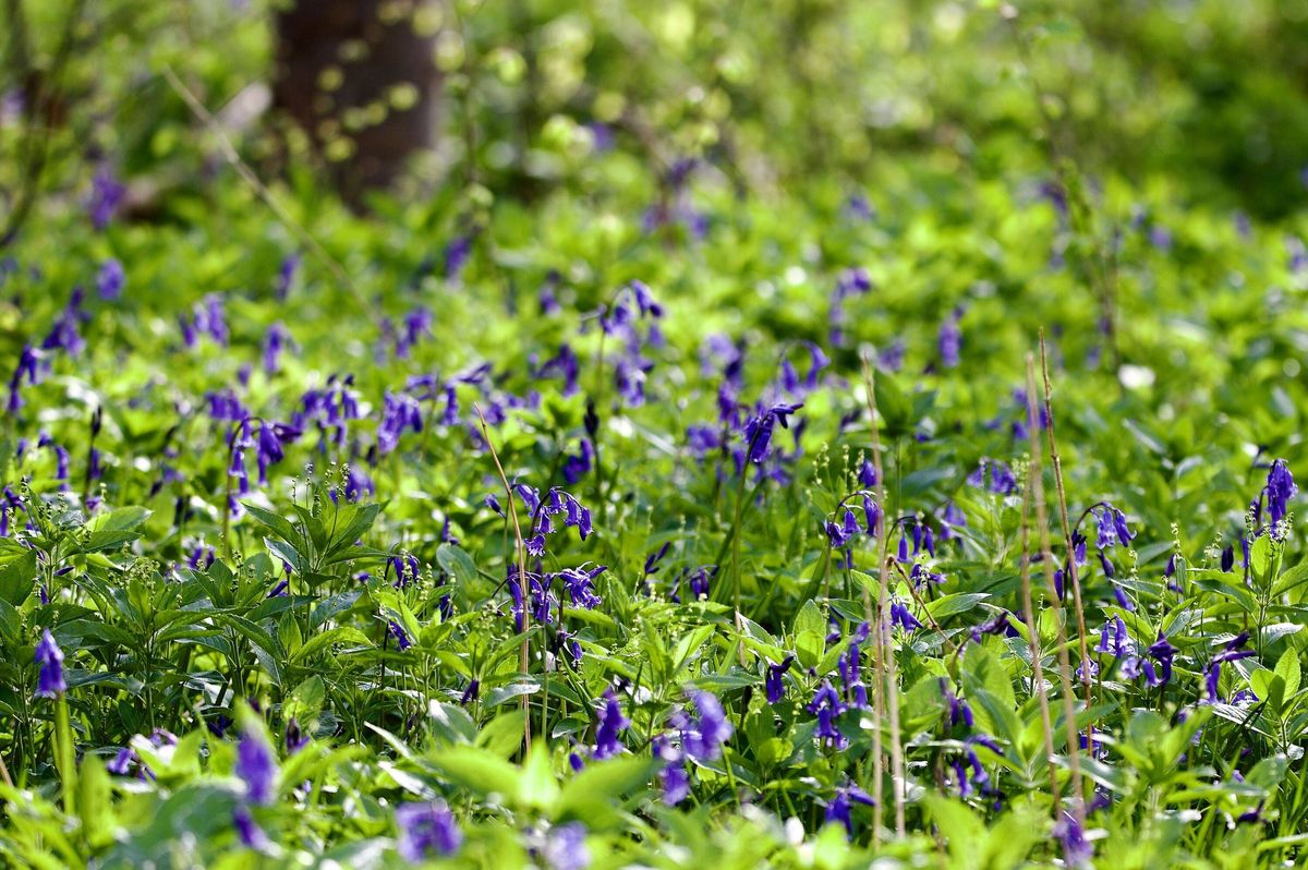 English Bluebells wildflower woodland floor