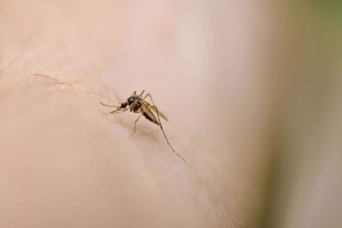 There is a simple way to ward off mosquitos