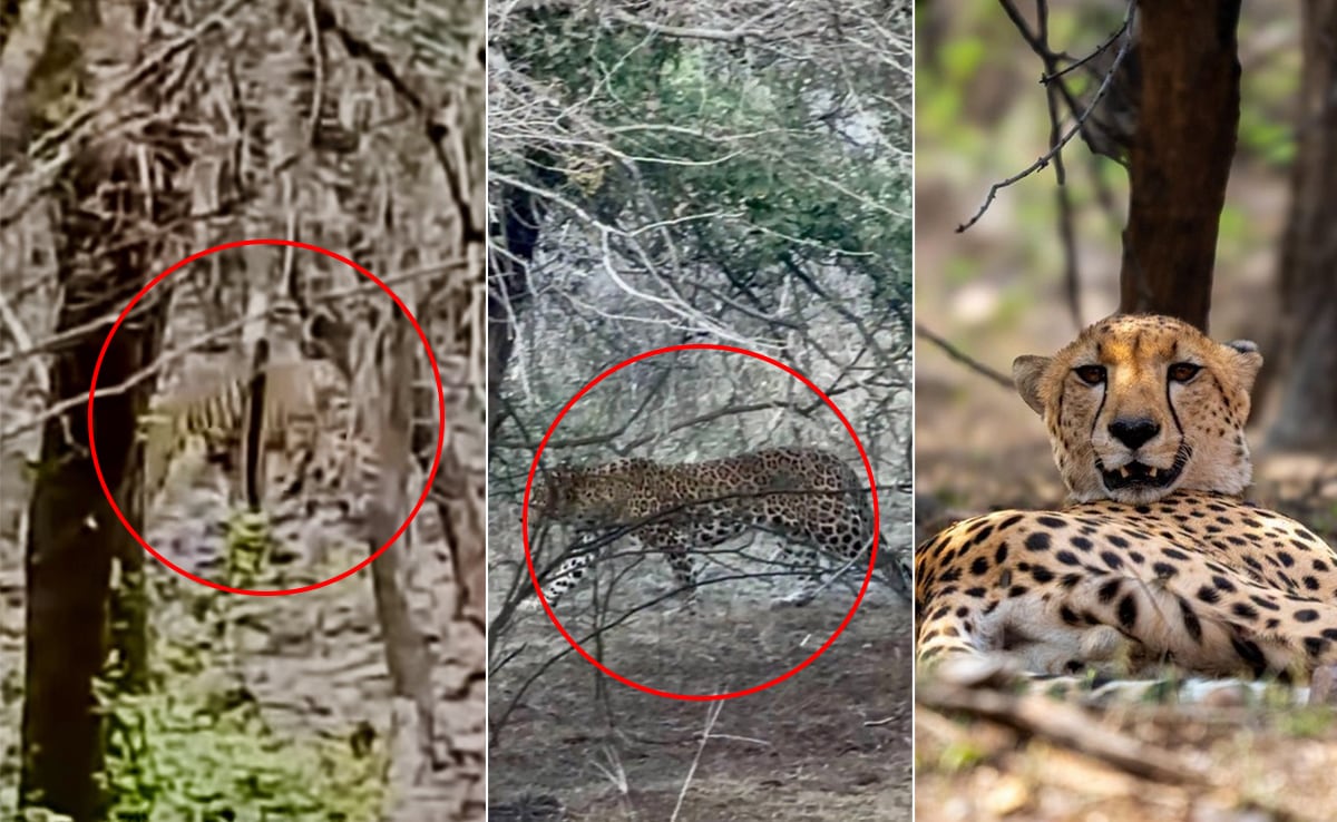 Tiger, Leopard, Cheetah Seen Together In Rare Ranthambore Moment