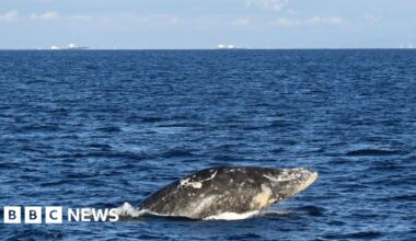 Gray whale dies days after swimming up Washington's Willapa River