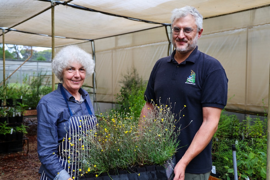 A woman with curly gray short hair and a man with gray hair holding up a plant box in a nursery.