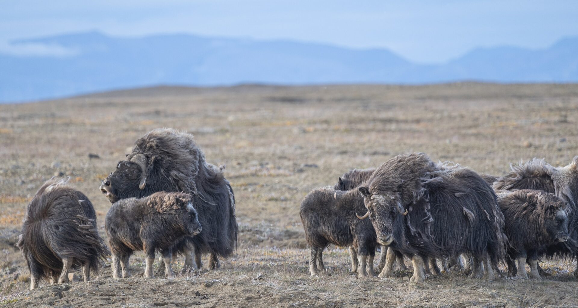 Canadian muskoxen hit by double punch of novel diseases and climate change